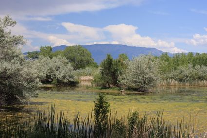 Bernalillo County, NM