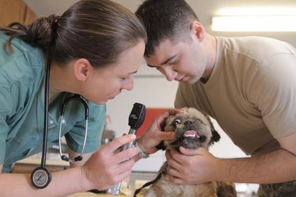 Veterinarians